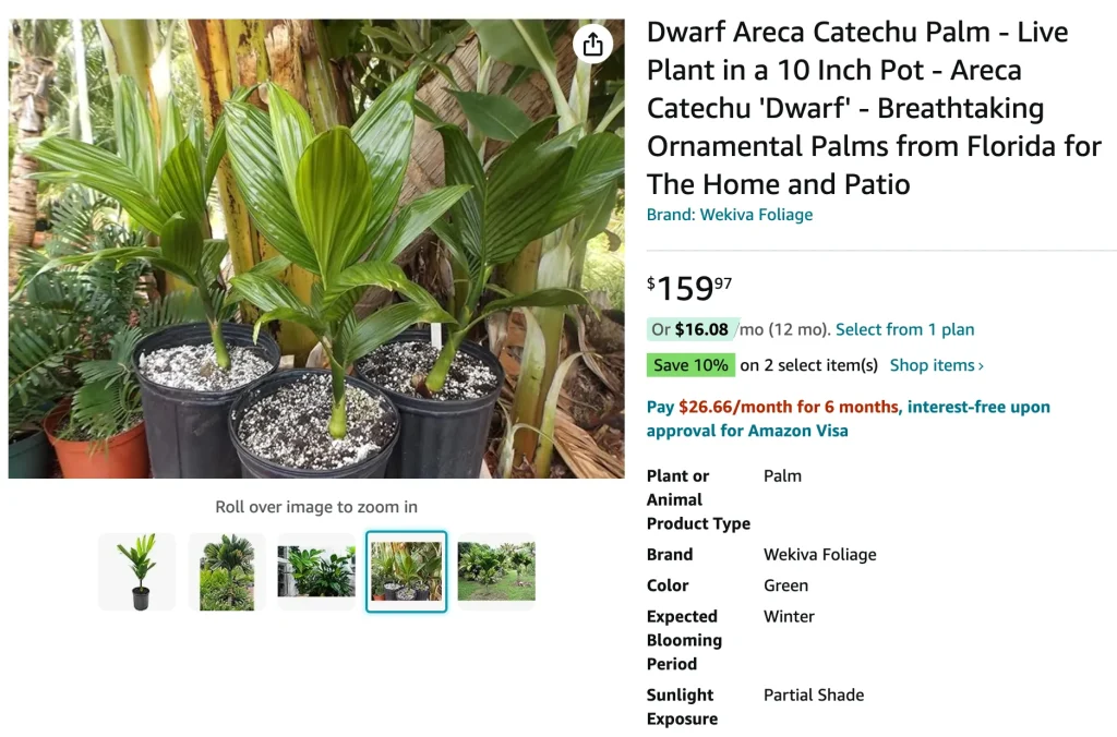 Areca Catechu | Monsteraholic