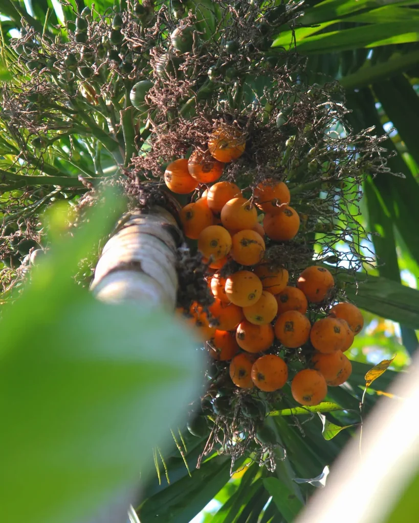 Areca Catechu