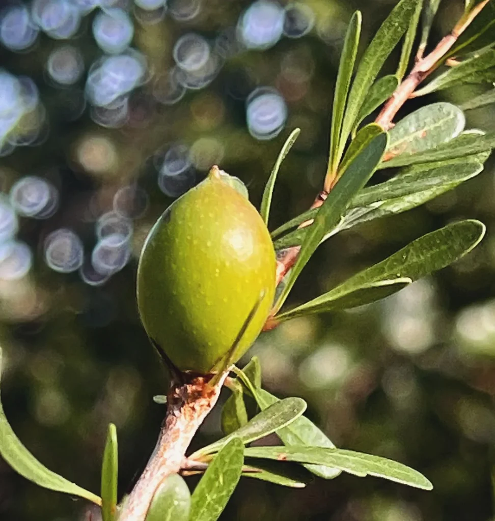 Argania Spinosa