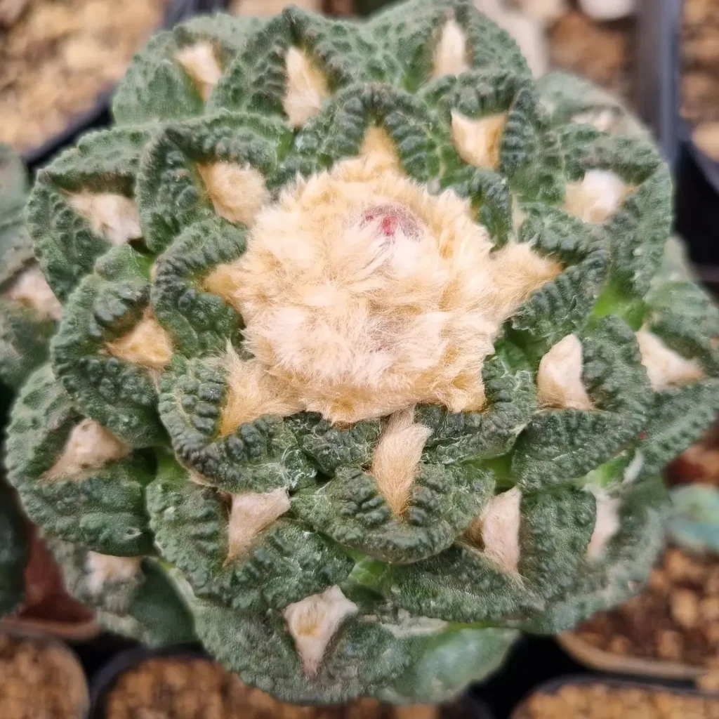 Ariocarpus Fissuratus