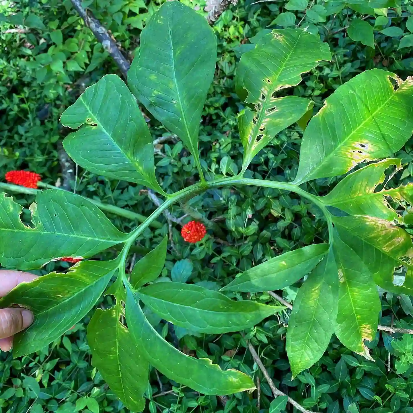 Plant FAQs: Arisaema Dracontium - Green Dragon