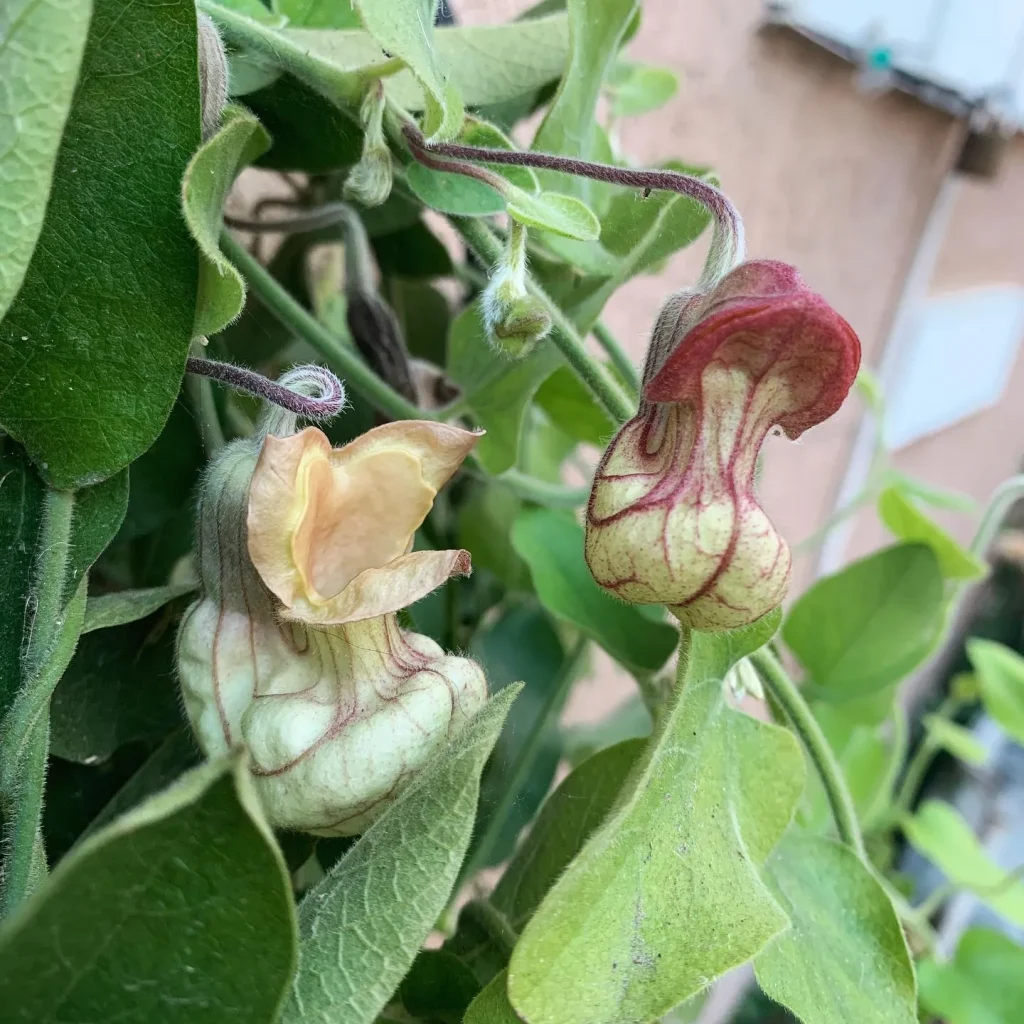 Aristolochia Californica