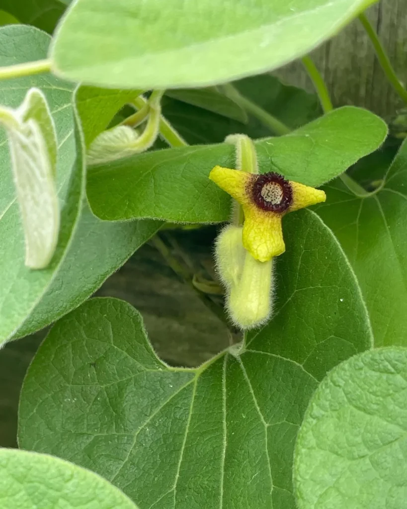 Aristolochia Tomentosa