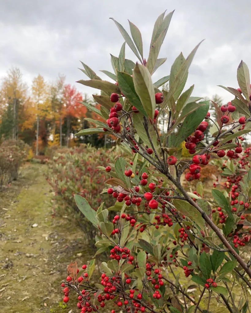 Aronia Brilliantissima