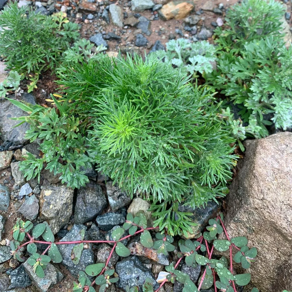 Artemisia Capillaris