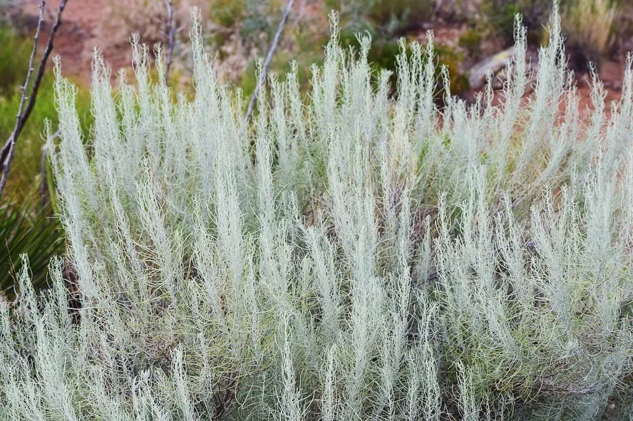 Artemisia Filifolia