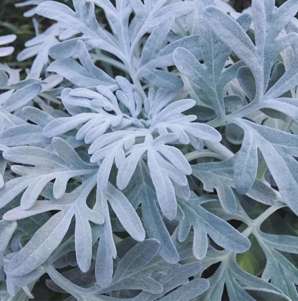 Artemisia Stelleriana