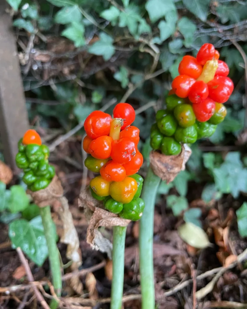 Arum Maculatum