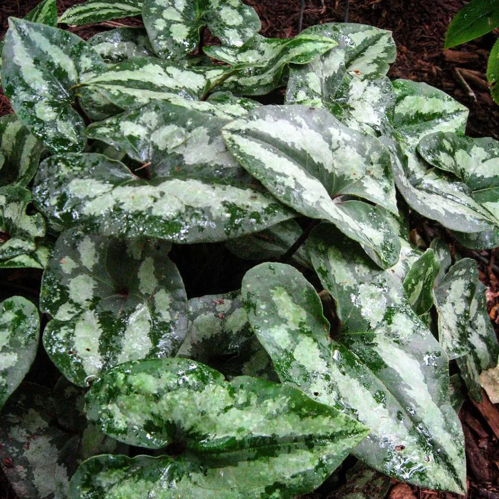 Asarum Splendens