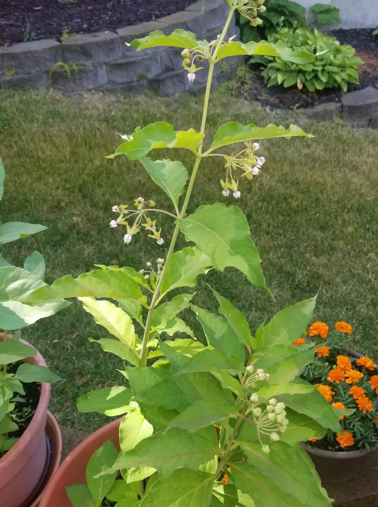 Asclepias Exaltata