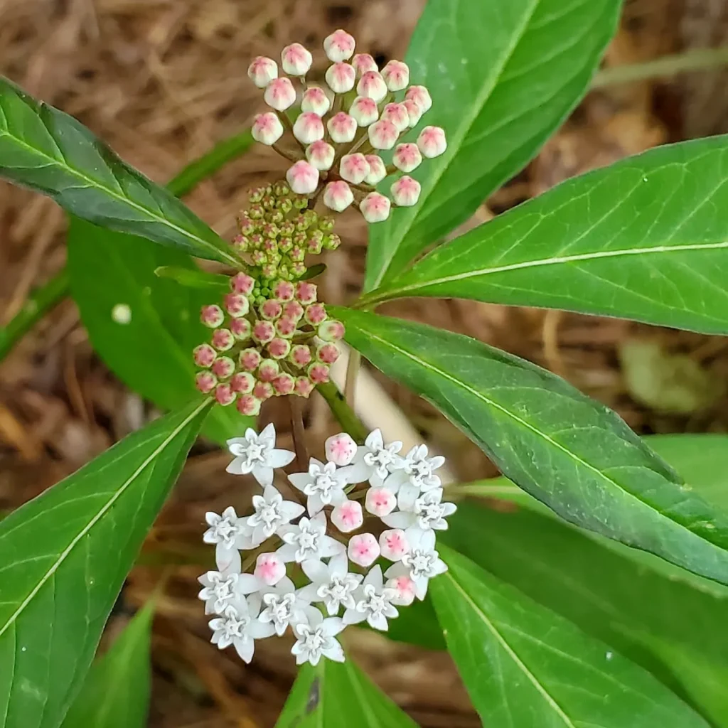 Asclepias Perennis