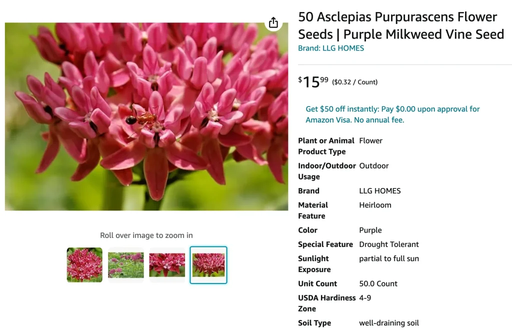 Asclepias Purpurascens | Monsteraholic