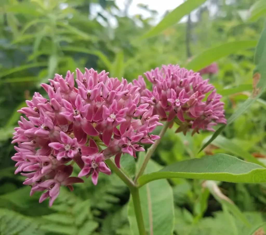 Asclepias Purpurascens