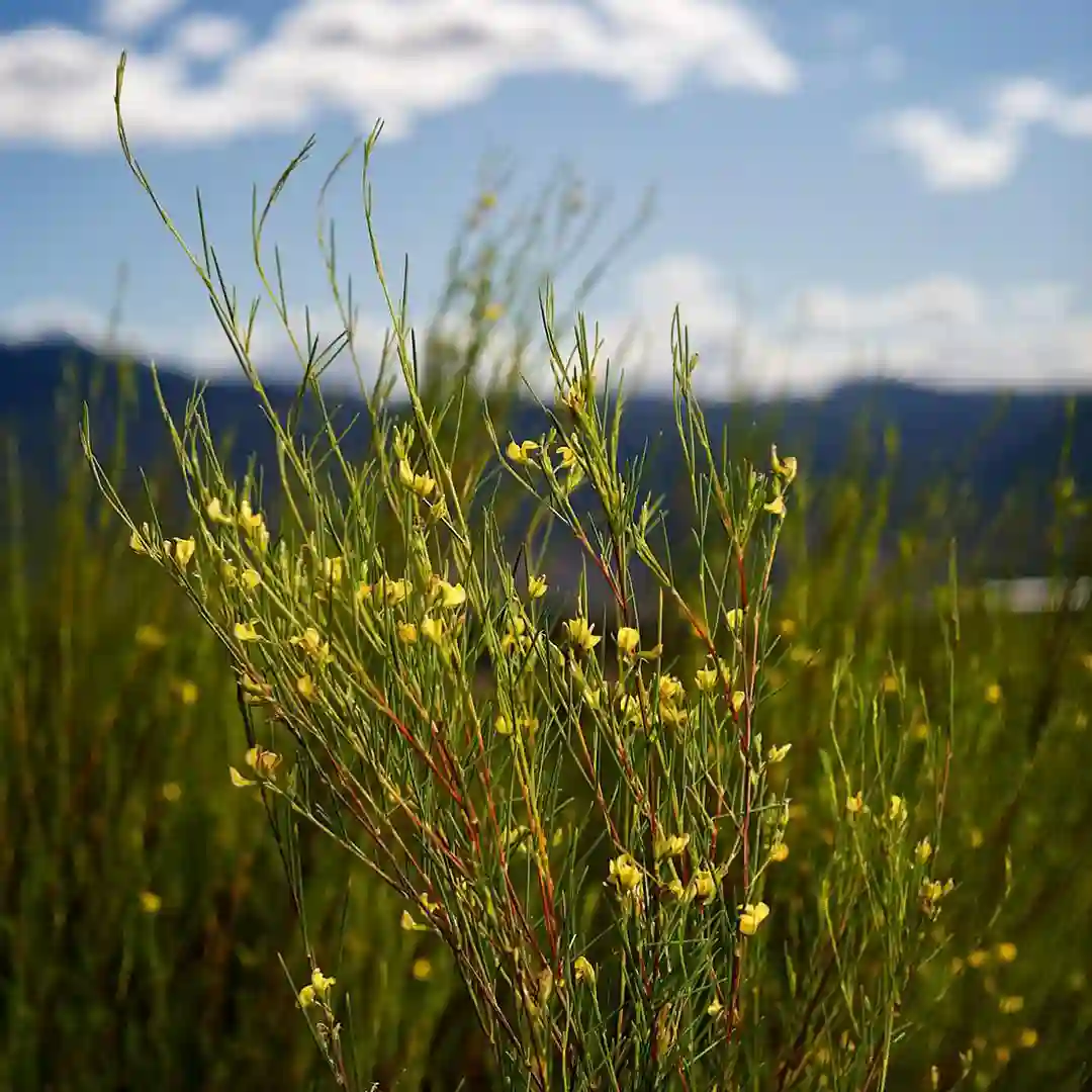 Picture of Plant FAQs: Aspalathus Linearis - Rooibos