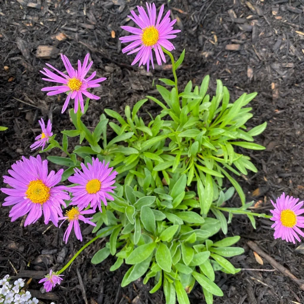 Aster Alpinus