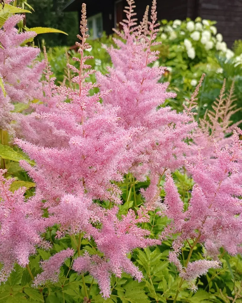 Astilbe Chinensis