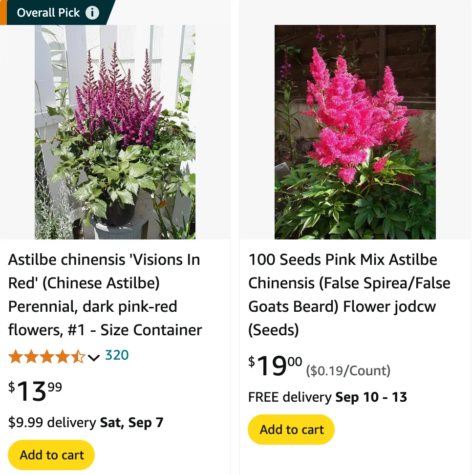 Astilbe Chinensis | Monsteraholic