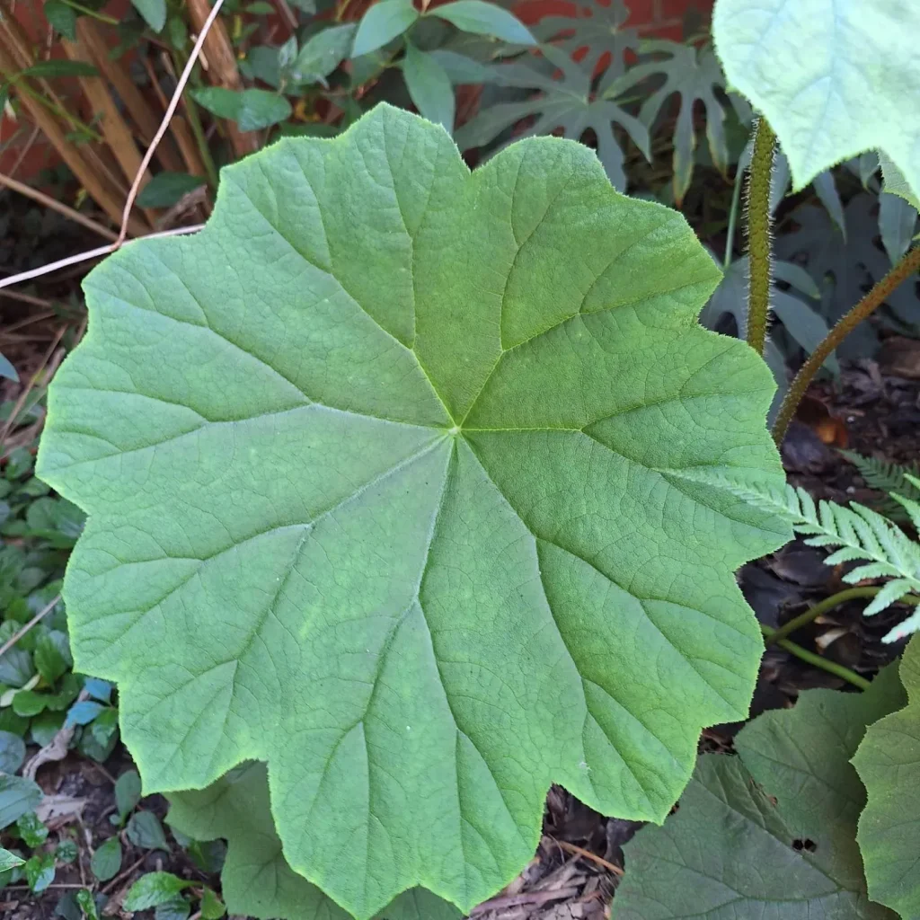 Astilboides Tabularis