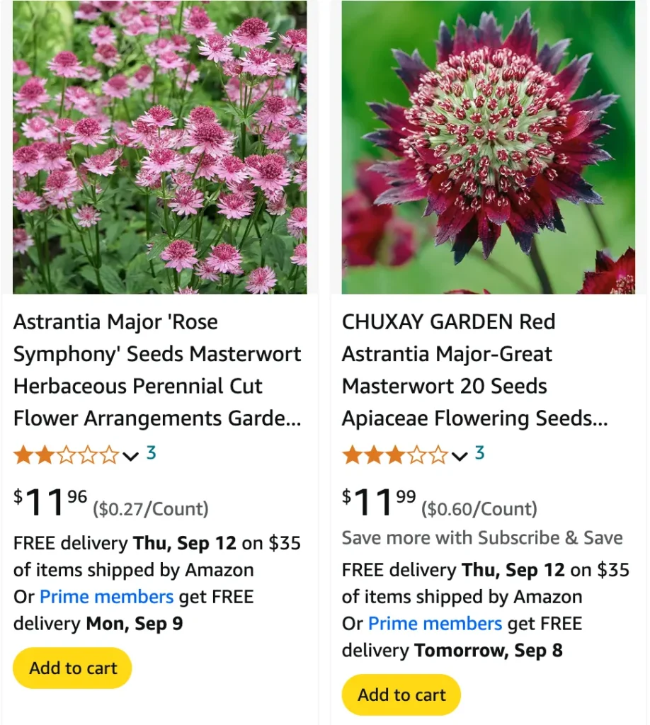 Astrantia Major | Monsteraholic