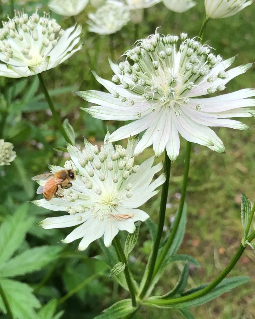 Astrantia Major