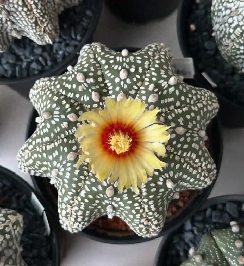 Astrophytum Asterias