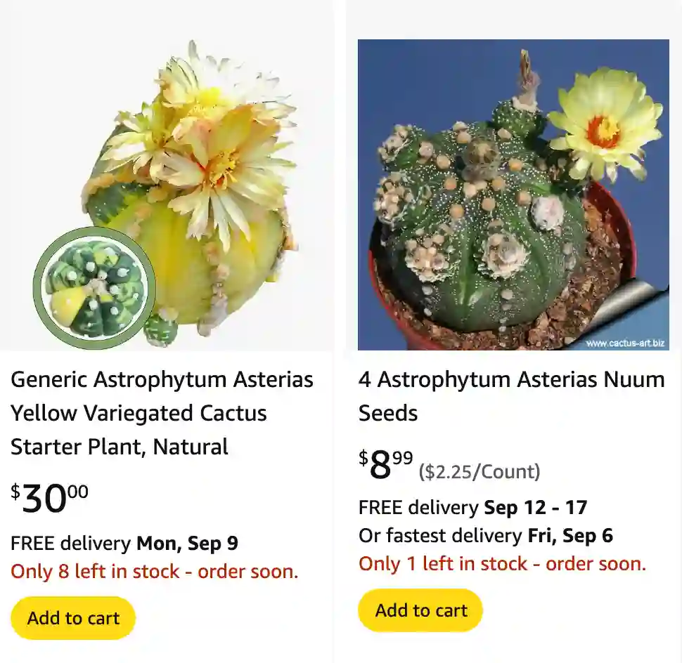 Astrophytum Asterias | Monsteraholic