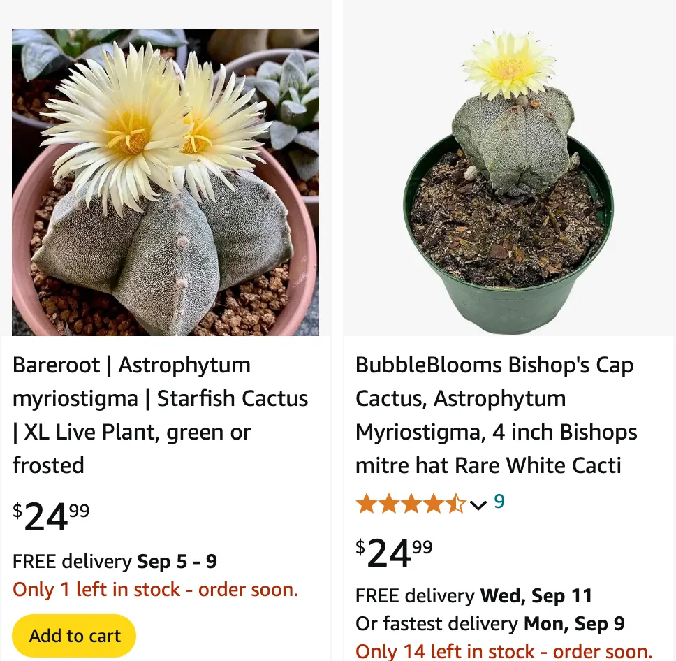 Astrophytum Myriostigma | Monsteraholic