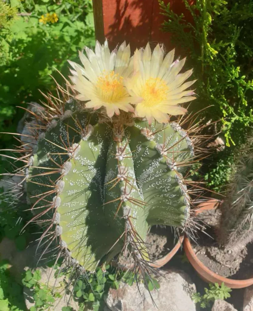 Astrophytum Ornatum