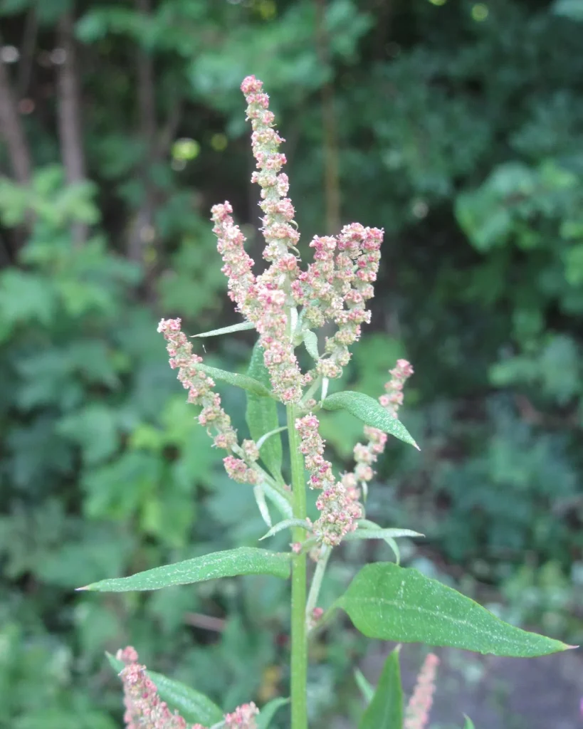 Atriplex Patula