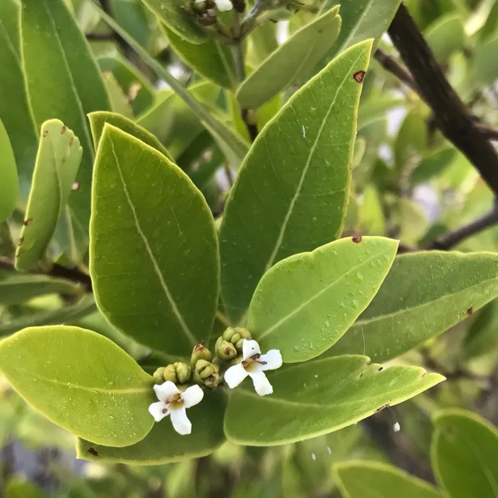 Avicennia Germinans