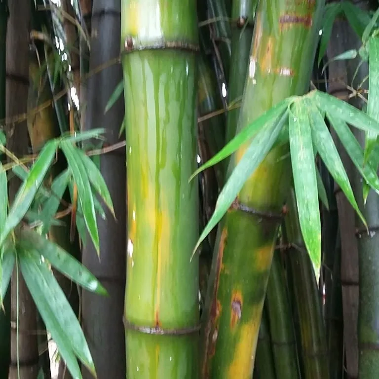 Plant FAQs: Bambusa Vulgaris - Common Bamboo