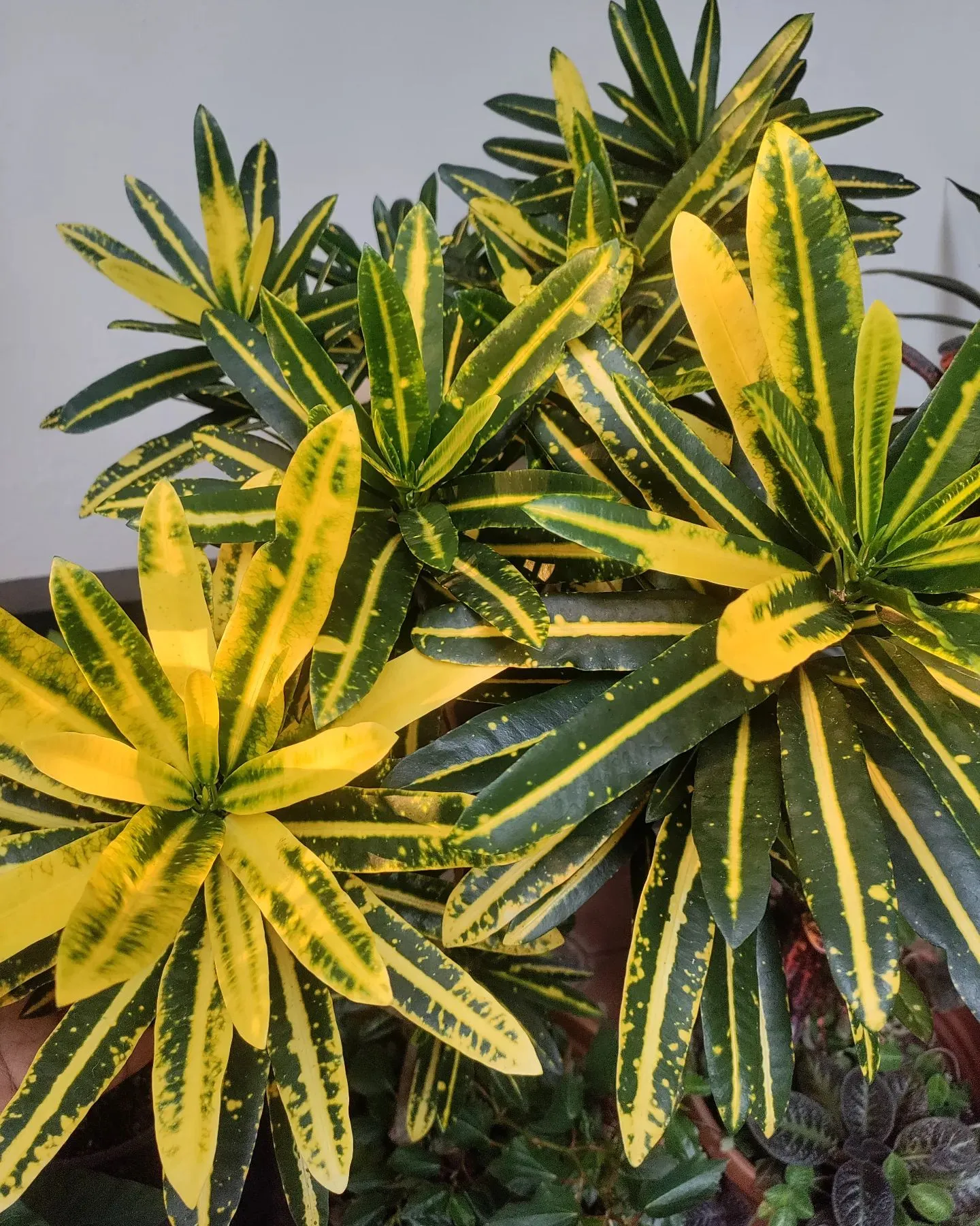 5+ Banana Croton Plant
