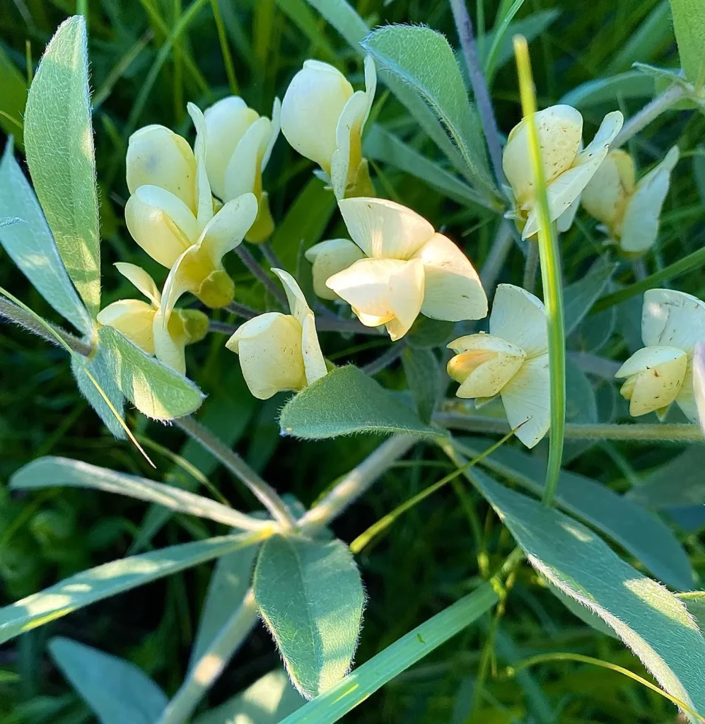 Baptisia Bracteata