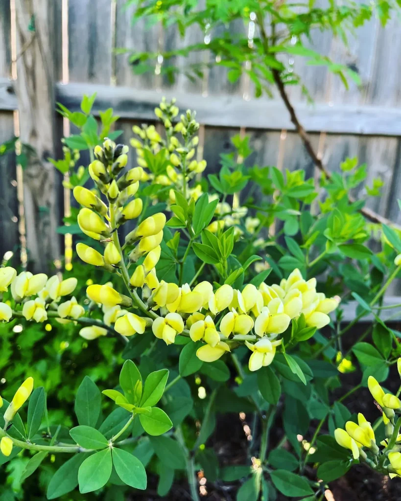 Baptisia Lemon Meringue