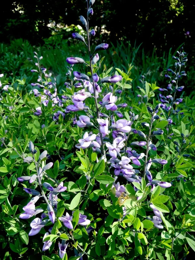 Baptisia Purple Smoke