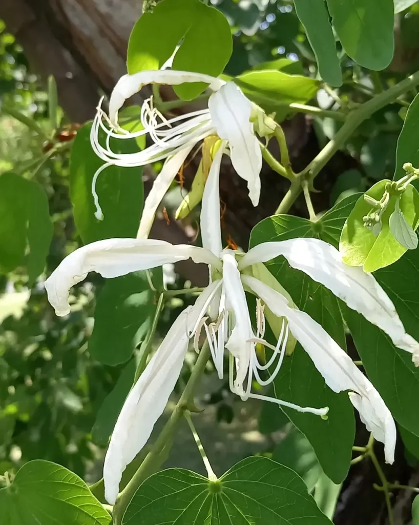 Bauhinia Forficata