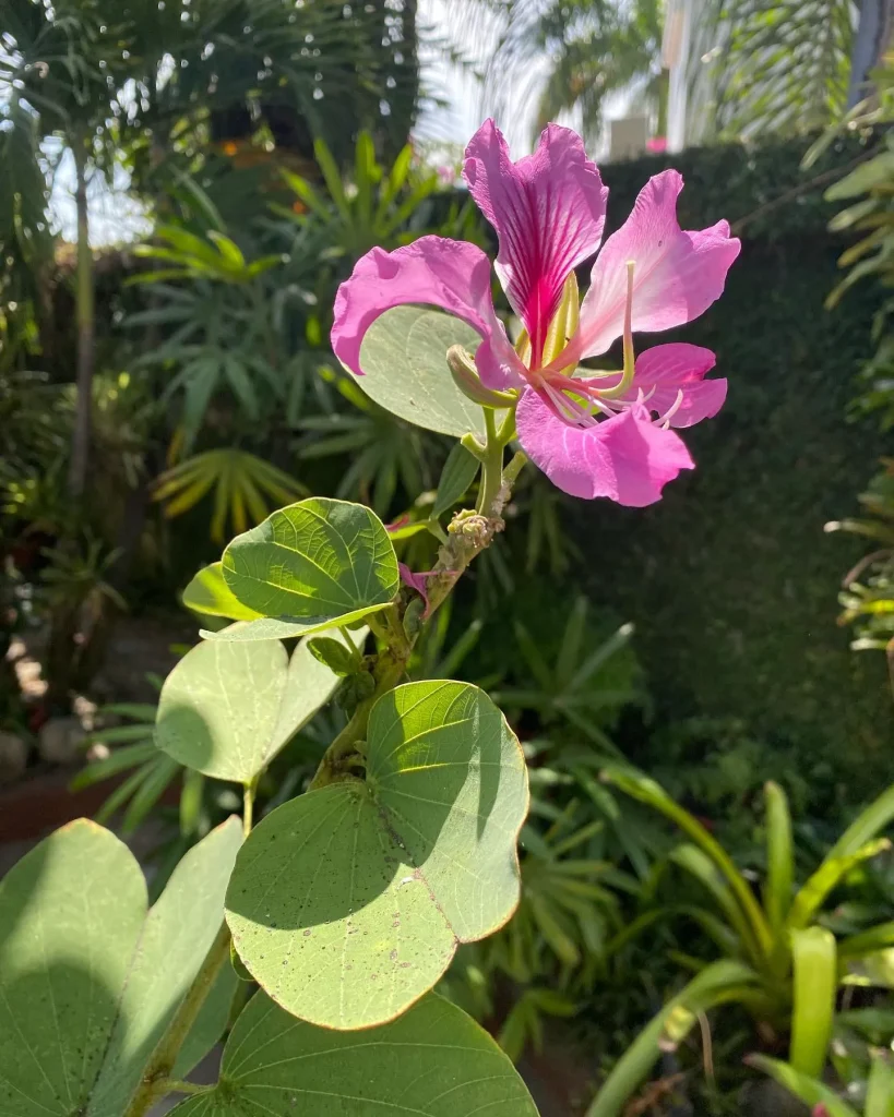 Bauhinia Purpurea