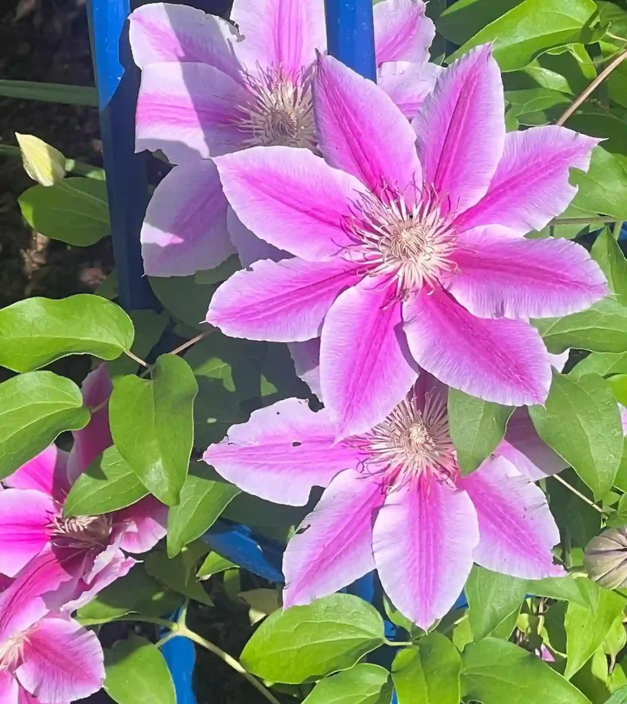 Bees Jubilee Clematis