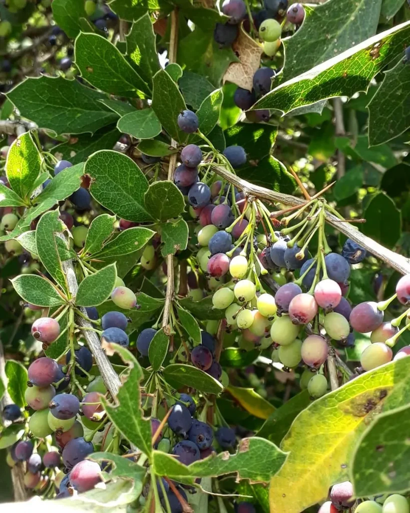 Berberis Aristata