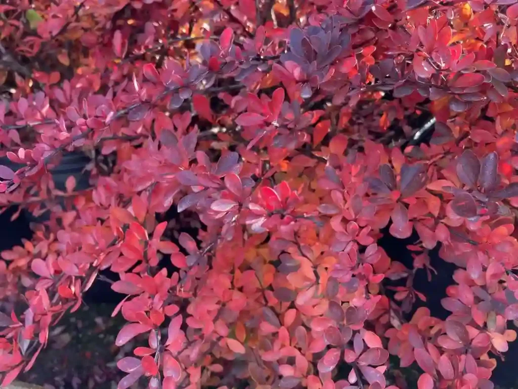 Berberis Crimson Pygmy Barberry