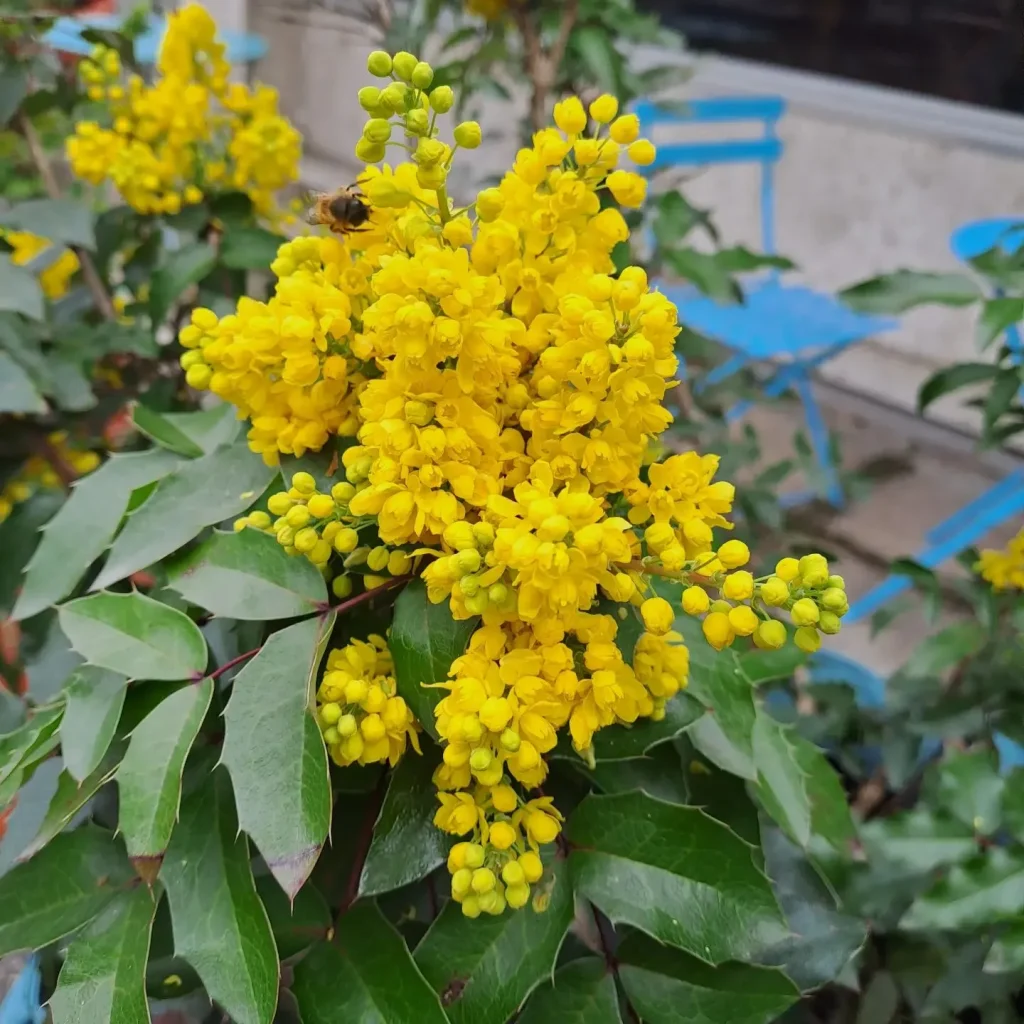 Berberis Repens