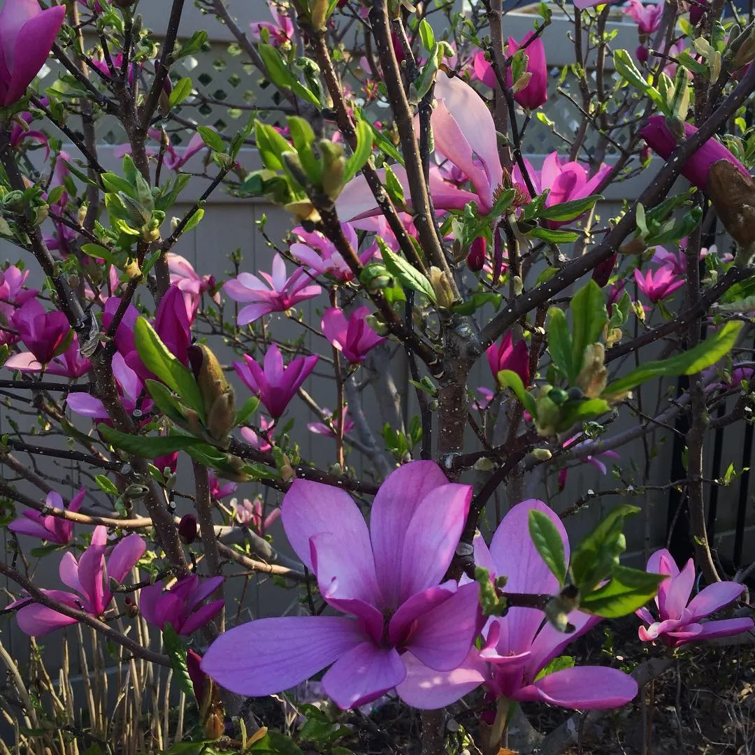 plant-faqs-betty-magnolia