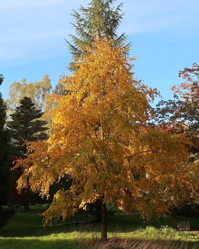 Betula Lenta