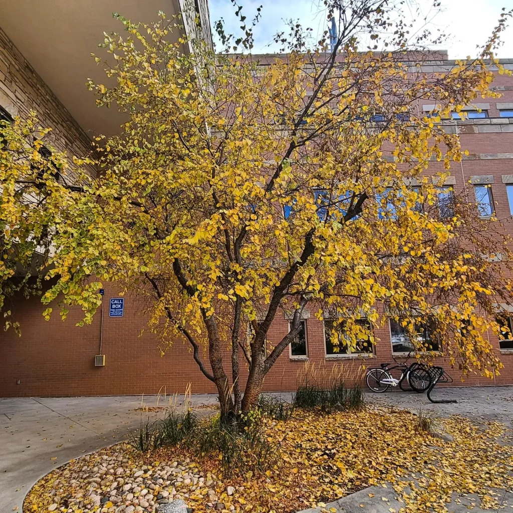 Betula Occidentalis