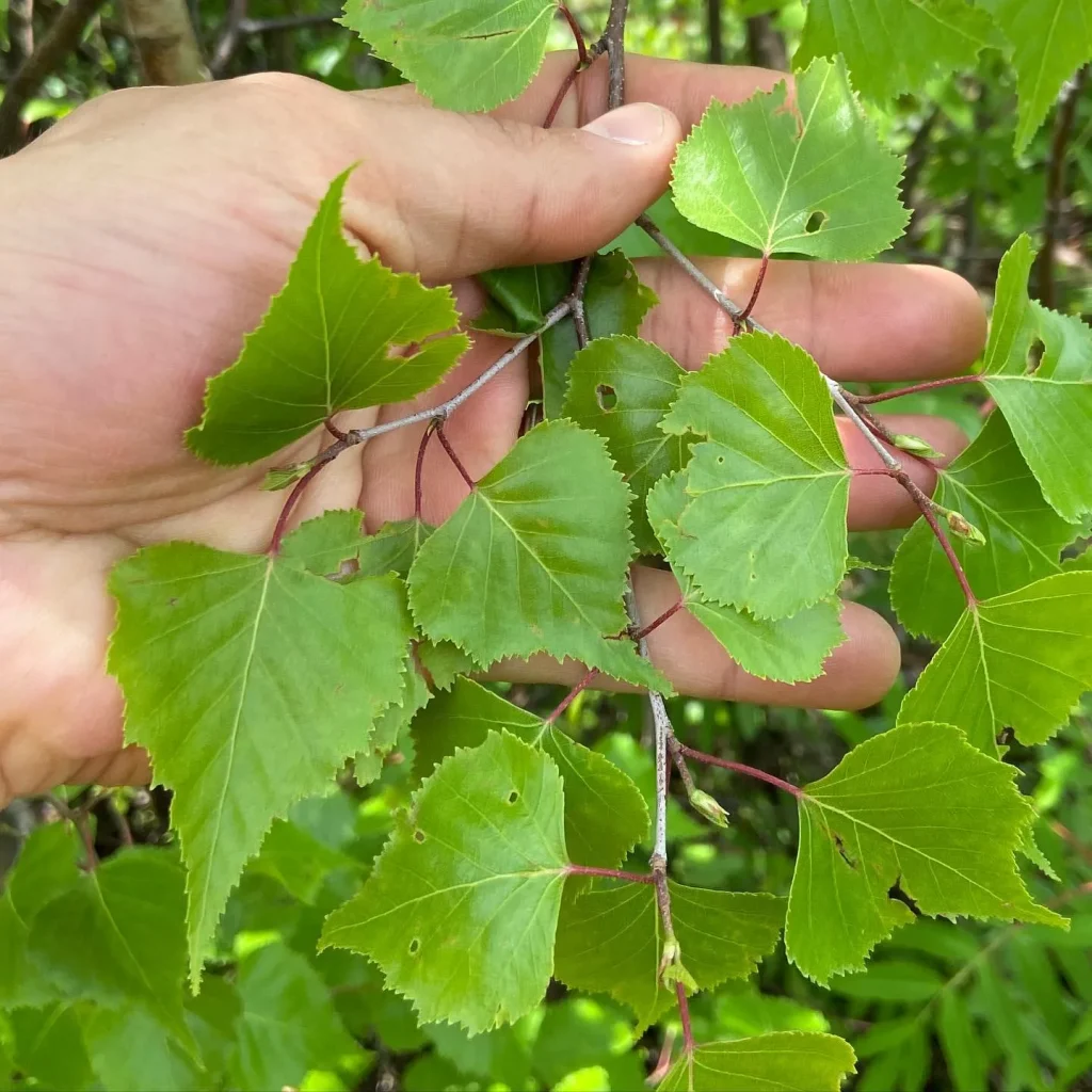 Betula Populifolia