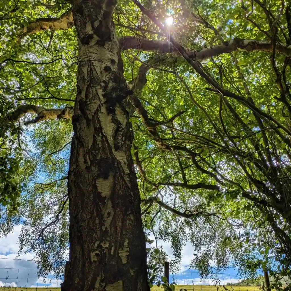 Betula Pubescens