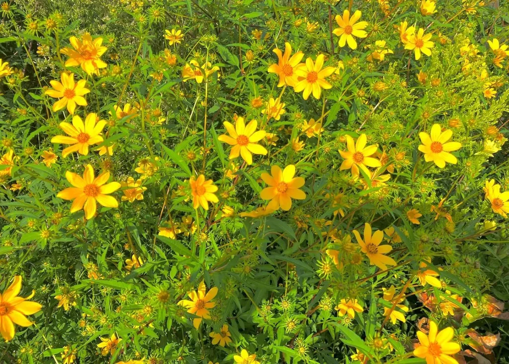 Bidens Aristosa