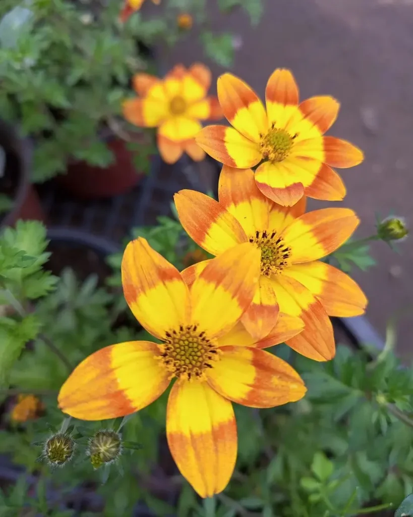 Bidens Ferulifolia