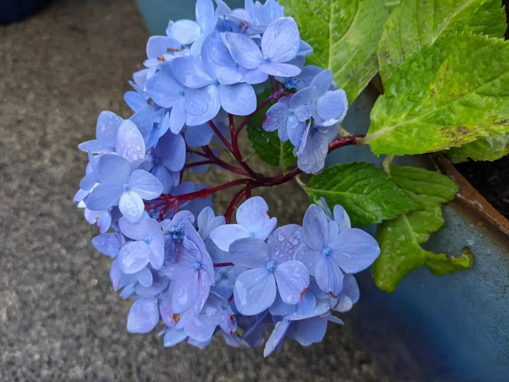 Blue Enchantress Hydrangea