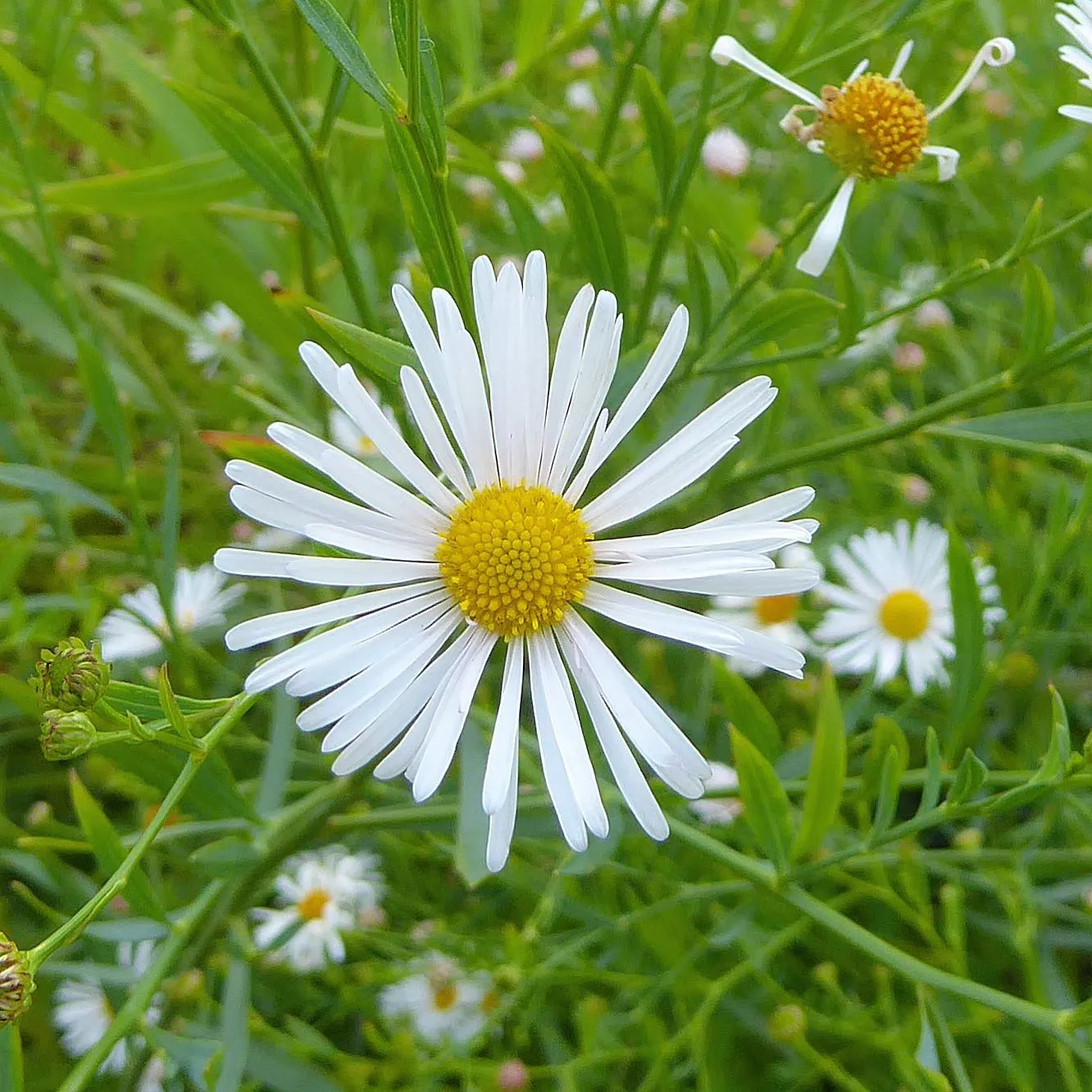 False Aster Plant FAQs: Boltonia Asteroides - False Aster
